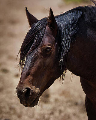 Nature Photograph - Portrait by American Landscapes