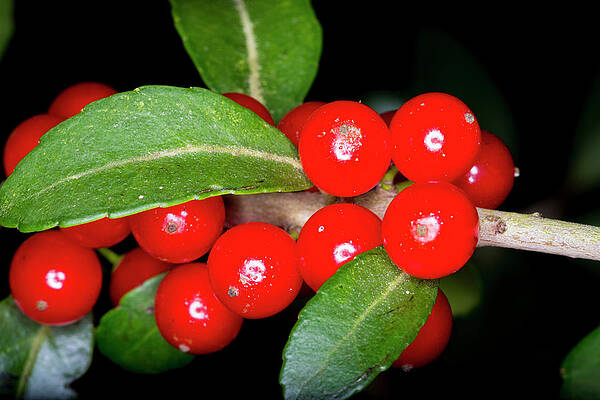 Natural Photograph - Possumhaw Berries by David Morefield