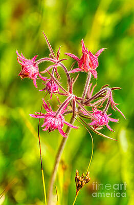 Mountain Photograph - Prairie Smoke Wildflowers by Bruce Block