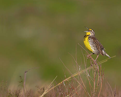 Photograph - Prairie Songster by Jim E Johnson
