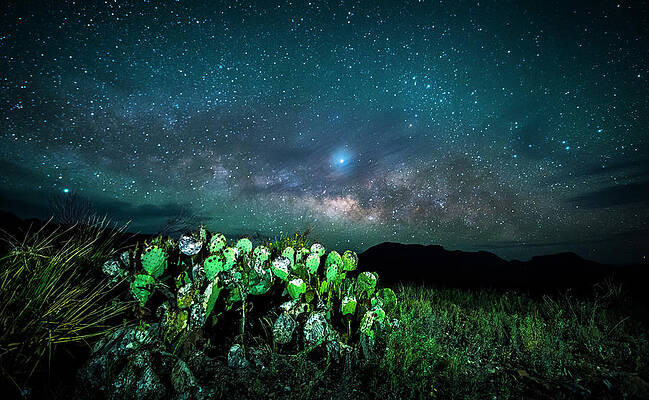 Wall Art featuring the photograph Prickly Pear Beneath The Milky Way by David Morefield