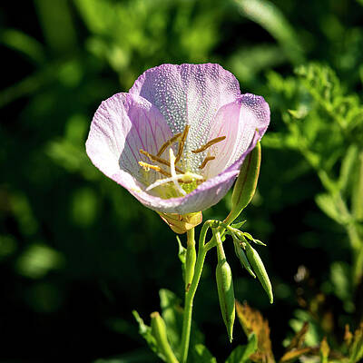 Natural Photograph - Primrose Dew by David Morefield