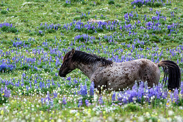 Wyoming Photograph - Prior Mountain Perfection by Douglas Wielfaert