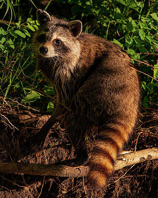 Wall Art featuring the photograph Procyon Lotor by Jeff Phillippi