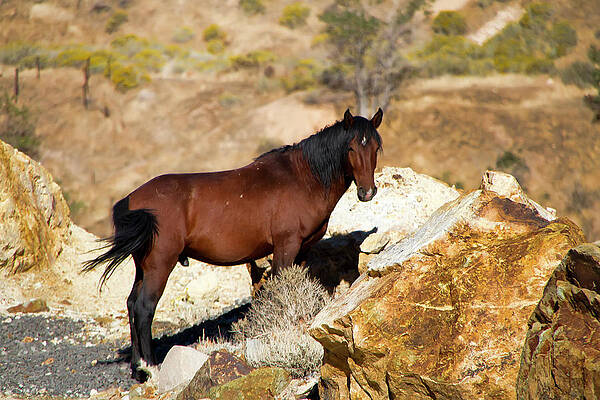 Animal Photograph - Proud Wild Bay Stallion by Waterdancer