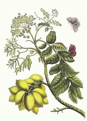 Yellow Wall Art featuring the painting Prunier Damerique by Maria Sibylla Merian