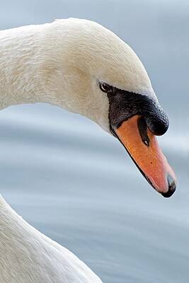 Wildlife Wall Art featuring the photograph Pure Elegance - Mute Swan by KJ Swan