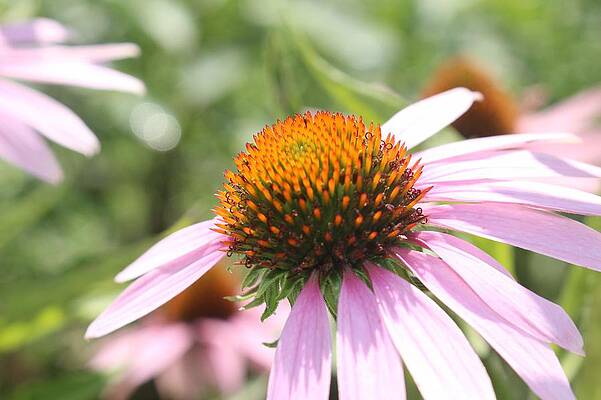 Spring Wall Art featuring the photograph Purple Coneflower Bloom And Petals by Christopher Lotito