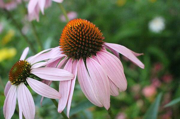 Spring Wall Art featuring the photograph Purple Coneflower Pair by Christopher Lotito