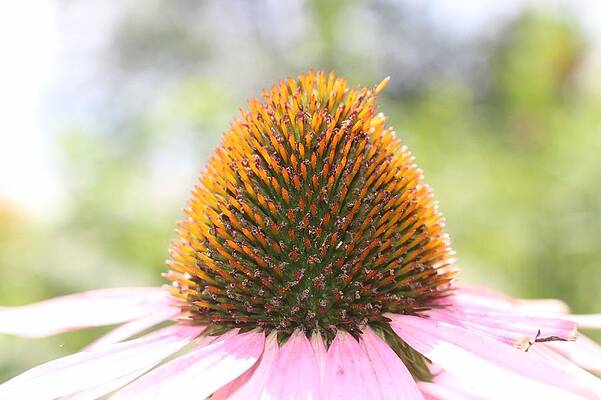 Spring Wall Art featuring the photograph Purple Coneflower Seeds by Christopher Lotito