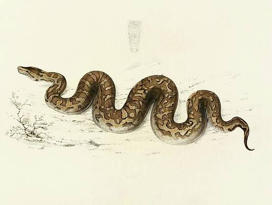 Reptile Painting - Python Natalensis by Sir Andrew Smith