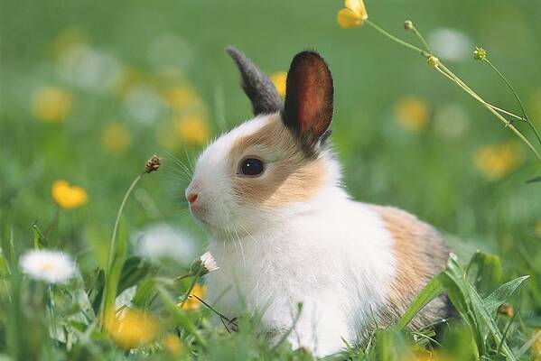 Small Digital Art - Rabbit by Cornelia Dorr