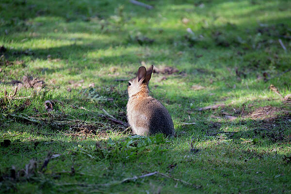 Wild Photograph - Rabbit In The Woods by Scott Lyons