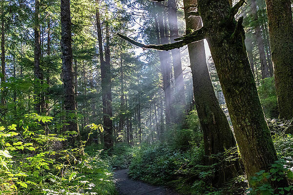 Beautiful Photograph - Rain Forest At La Push by Ed Clark