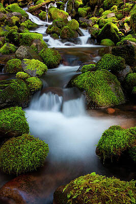 Wall Art featuring the photograph Rainforest Stream, Olympic National by Mint Images/ Art Wolfe