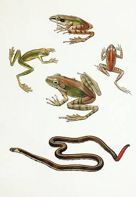 Reptile Painting - Rana Moluccana,hyla Kampeni Barbour,cornufer Corrugatus by Thomas Barbour