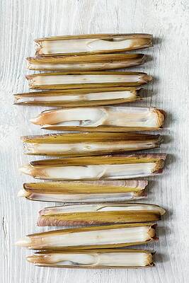 Razor Clams On A White Wooden Table Print