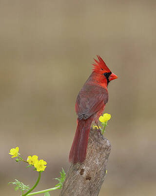 Wall Art featuring the photograph Red And Proud by Jim E Johnson
