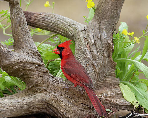 Wall Art featuring the photograph Red And Yellow by Jim E Johnson