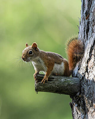 Country Wall Art featuring the photograph Red Bandit by James Overesch