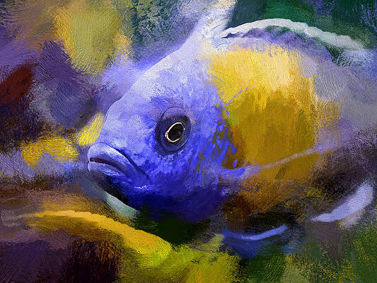 Wildlife Digital Art - Red Fin Borleyi Cichlid Artwork by Don Northup
