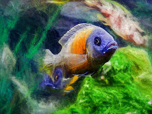 Wildlife Digital Art - Red Fin Borleyi Cichlid by Don Northup