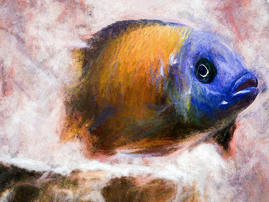 Wildlife Digital Art - Red Fin Borleyi Cichlid Swimming by Don Northup