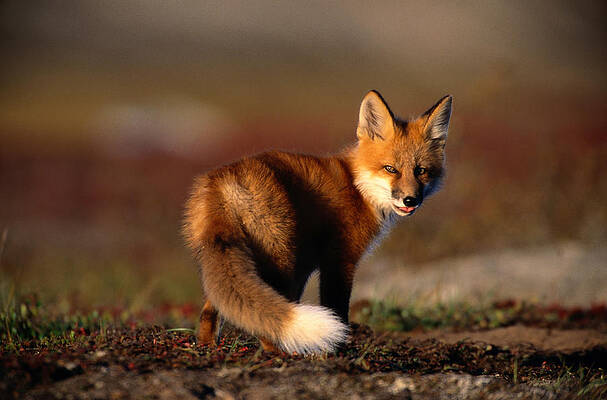 Wall Art featuring the photograph Red Fox Vulpes Vulpes On Rocky Ridge by Eastcott Momatiuk