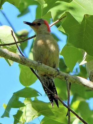 Wall Art featuring the photograph Red Bellied Woodpecker #1 by Karen Stansberry