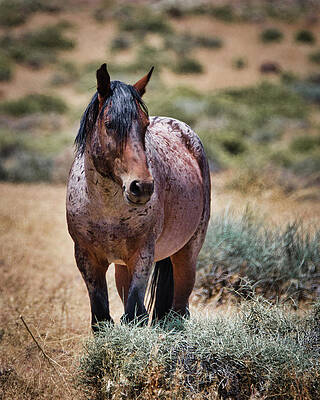 Nature Photograph - Red Roan Alerted by American Landscapes