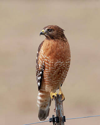 Wall Art featuring the photograph Red-Shouldered by Jim E Johnson