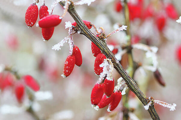 Small Digital Art - Red Small Berries Of The Barberry by Robert Maier