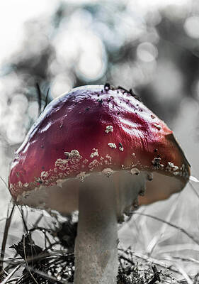 Raw Photograph - Red Toadstool Viewed From Below by Scott Lyons