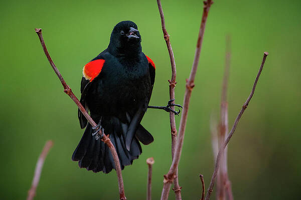 Missouri Wall Art featuring the photograph Red Winged Blackbird by Jeff Phillippi
