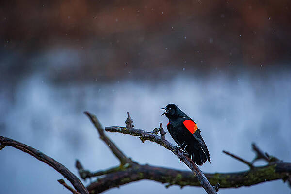 Missouri Wall Art featuring the photograph Red-winged Blackbird Protests by Jeff Phillippi