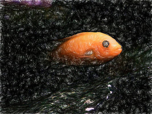 Wildlife Digital Art - Red Zebra Out Of The Shadows by Don Northup