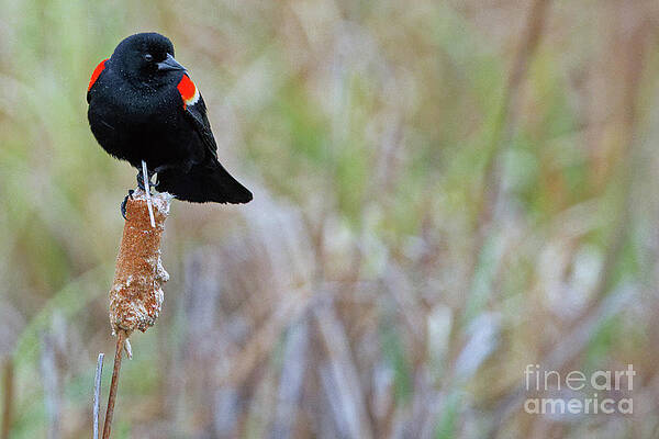 Marsh Photograph - Redwing In The Marsh by Natural Focal Point Photography