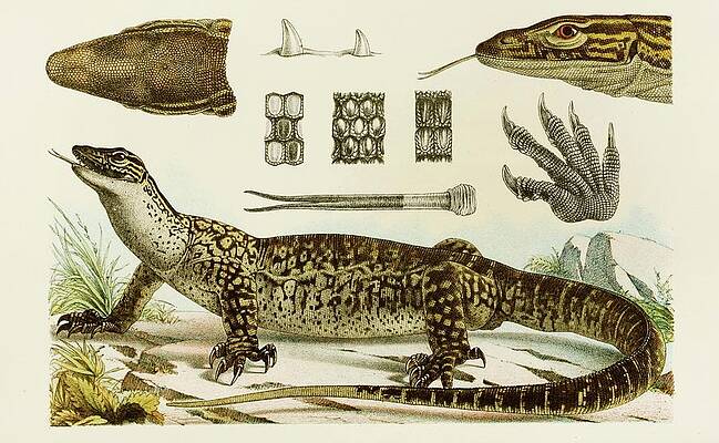 Reptile Painting - Reptiles by Frederick Mccoy
