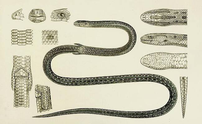 Reptile Painting - Reptiles II by Frederick Mccoy