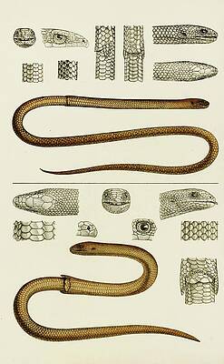 Reptile Painting - Reptiles IIi by Frederick Mccoy