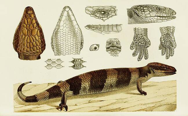 Reptile Painting - Reptiles Vi by Frederick Mccoy