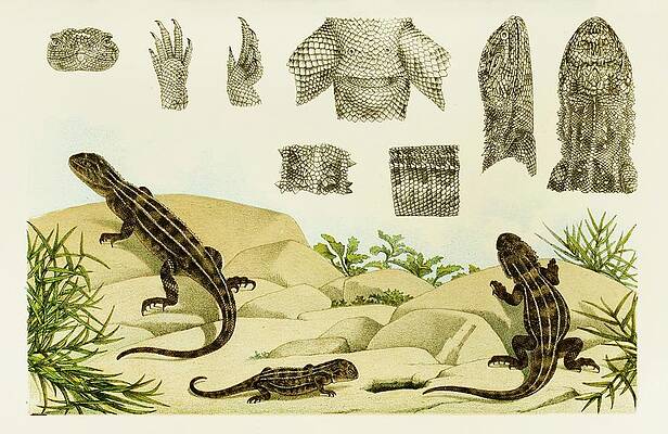 Reptile Painting - Reptiles Vii by Frederick Mccoy