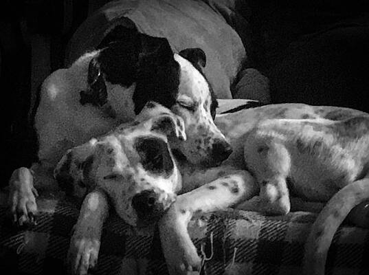 Wall Art featuring the photograph Rescued And Best Friends by Veterans Aerial Media LLC