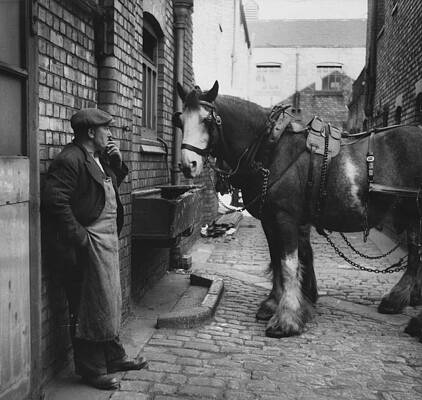 Wall Art featuring the photograph Rest At The Stables by Bert Hardy