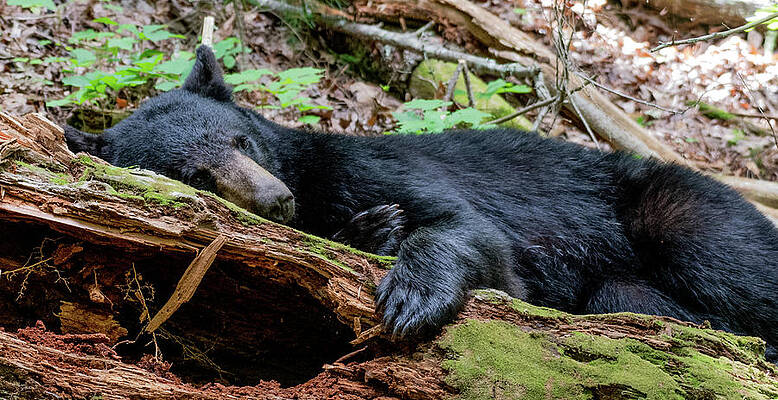 Tennessee Photograph - Resting Comfortably by Marcy Wielfaert
