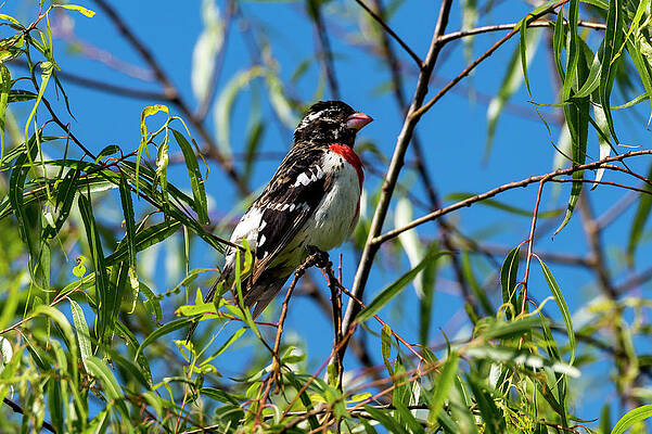Natural Photograph - Resting Rose Breasted Grosbeak by David Morefield
