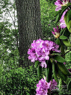 Summer Photograph - Rhododendrum by William Norton