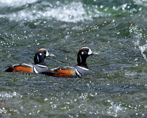 Nature Photograph - Rapids Runners by Jim E Johnson