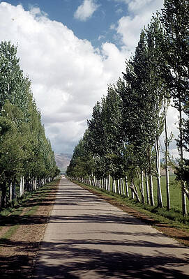Long Road Lined with Tall Trees Wall Art