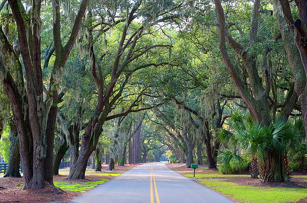 North America Wall Art featuring the digital art Road With Tree Canopy by Werner Bertsch